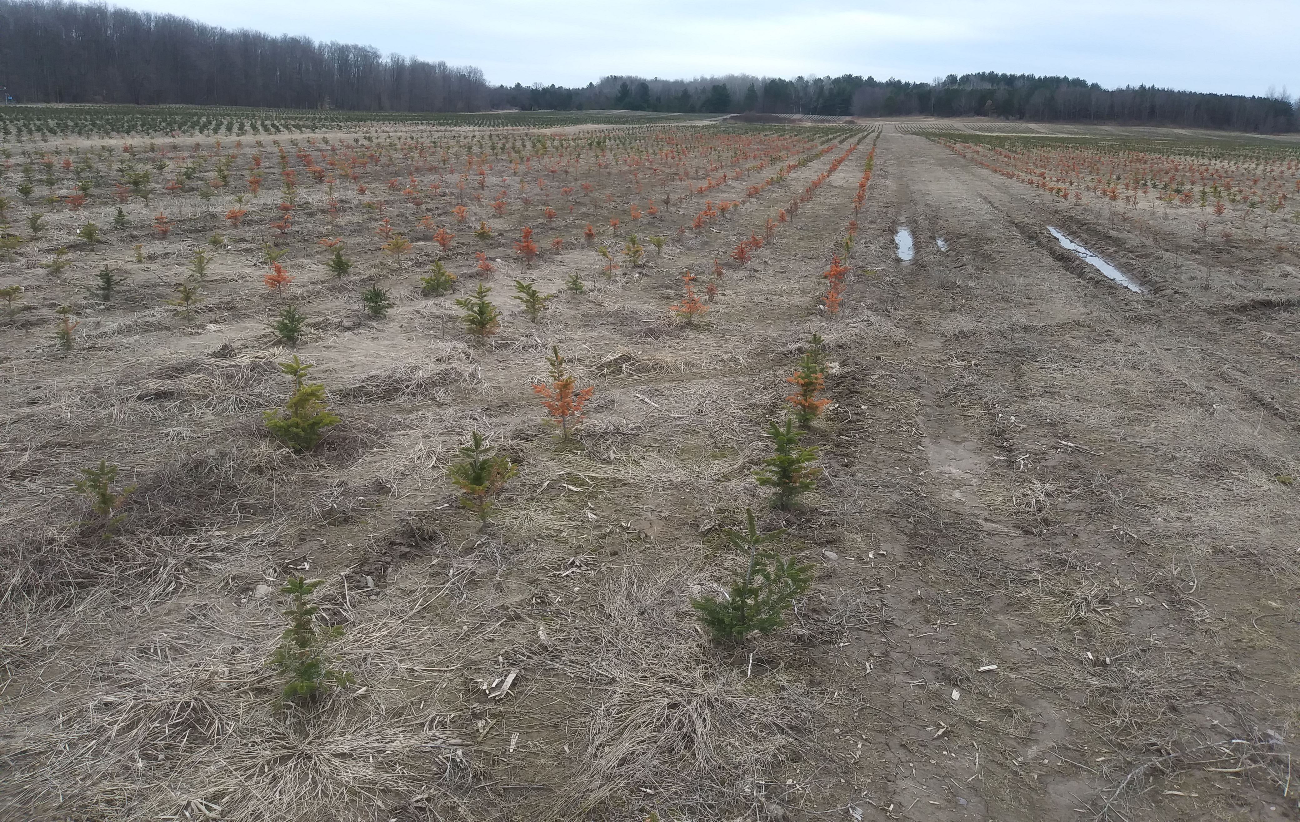 Christmas tree plantings.